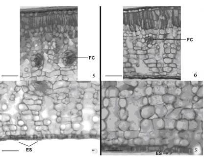 Silveira, M.J & Harthman, V.C. Figura 5-8. Secção mostrando a epiderme uniestratificada recoberta por espessa camada cuticular e parênquima esponjoso com células frouxamente organizadas, E.