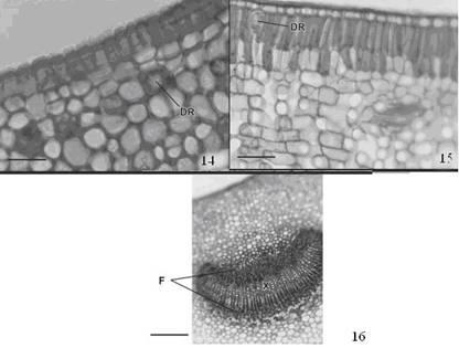 Silveira, M.J & Harthman, V.C. ambas as espécies o floema é mais abundante na nervura da face abaxial das folhas em relação à face adaxial (figura 20).