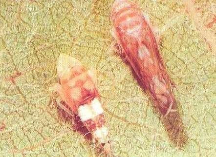 Vector da FD Schaphoideus titanus Homoptera: Cicadellidae Cigarrinha dourada L.Torres. Videira é único hospedeiro conhecido.