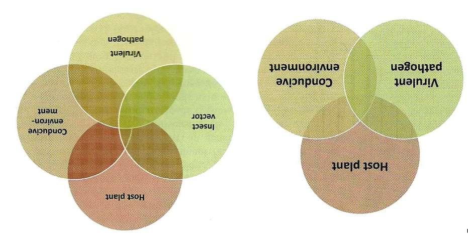 Triangulo da doença Pirâmide da doença