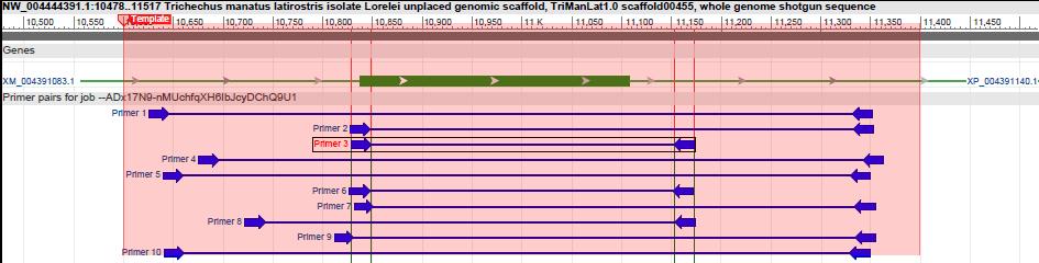 5 RESULTADOS PARCIAIS 5.1 DESENHO DE PRIMERS E AMPLIFICAÇÃO DO DQB Utilizando a ferramenta BLAST/NCBI, foi possível localizar o gene de DQB homólogo ao DQB humano (HLA-DQB, NCBI Gene ID: 3119).