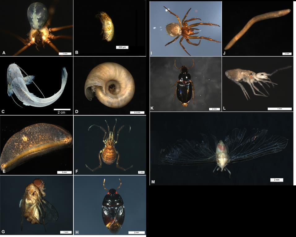 Figura 1 Registro fotográfico de alguns dos organismos coletados na caverna Paraíso; A: Araneomorphae, B: Acari (Oribatida), C: Siluriformes (Pimelodidae) D: Concha de Gastropoda, E: Gastropoda