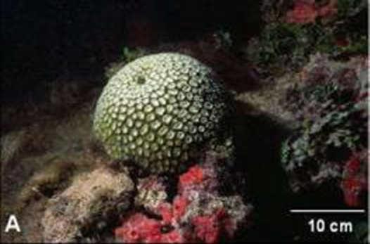 leptophyla, G Millepora