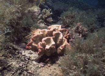 Millepora nitida