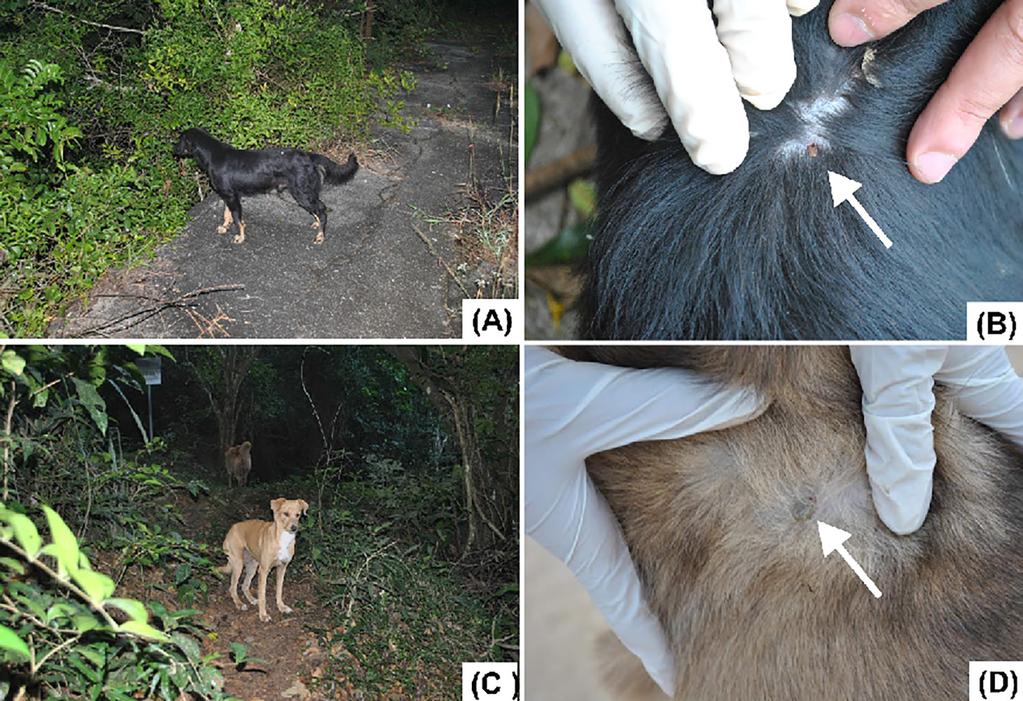 Carrapatos parasitando cães em uma área insular do Estado do Rio de Janeiro, RJ, Brasil Figura 2. Cães errantes registrados em meio à mata fechada (A) e (C), aumentando contato com animais silvestres.