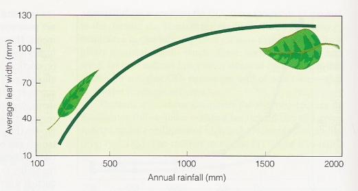 Adaptação à água Largura média a folha comparada com precipitação