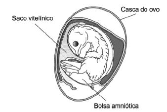 a) a razão da diferença entre protozoários de água doce e de água salgada, quanto à ocorrência dos vacúolos pulsáteis.