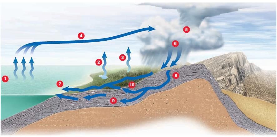 4 Fig. 1.2 Fases do ciclo hidrológico a água movimenta-se dos oceanos para terra e regressa aos oceanos (Monroe & Wicander, 2009).