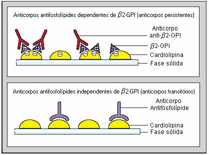 28 glicoproteína-i dependente IgG e IgM (FLEIRA, 2004). Devem ser usados, preferencialmente, os imunoensaios que utilizem anticorpos monoclonais.