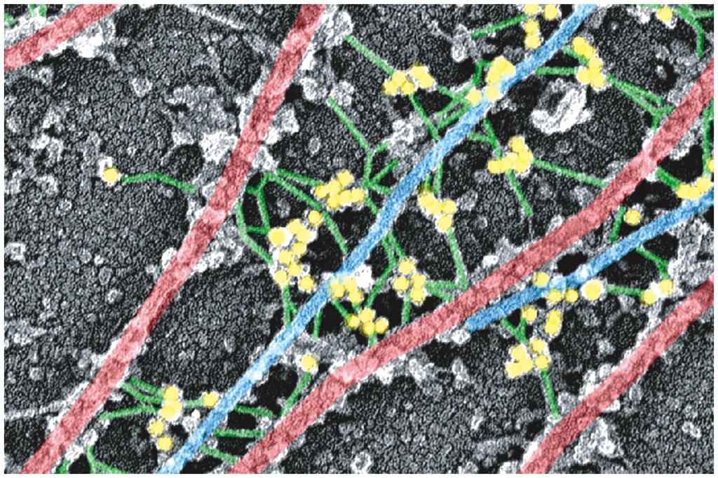 Proteínas acessórias Conectam os feixes de filamentos intermediários (FI) formando arranjos fortes e estáveis. Ex.