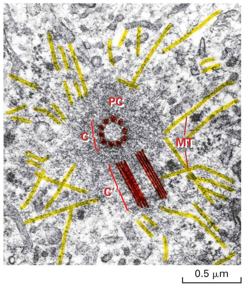 Micrografia eletrônica do centrossomo (MTOC) em uma célula