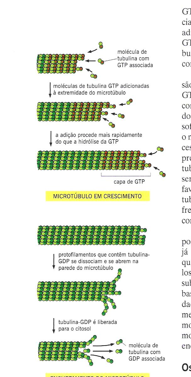 Instabilidade dinâmica dos microtúbulos Crescimento e encurtamento do microtúbulo de forma