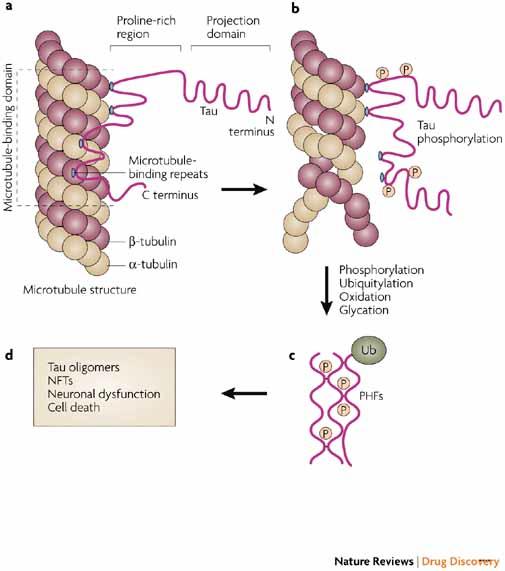 Tau x microtúbulos Nature Reviews Drug