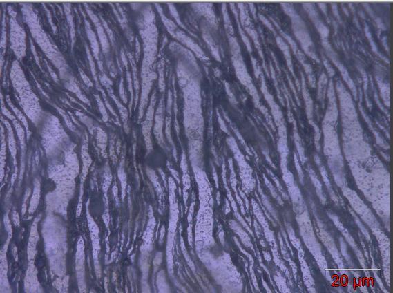 A figura 35 mostra as micrografias ampliadas 200x e 1000x, proporcionando uma visão global da microestrutura, tanto da superfície, como da secção