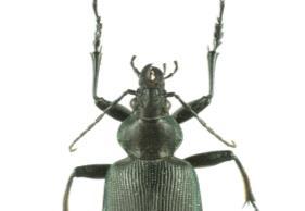 SUBORDEM POLYPHAGA SUBORDEM POLYPHAGA 5/12/2017 Família Carabidae