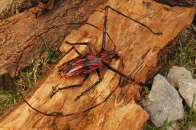 Cerambycidae serra-paus Antenas