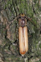 Chrysomelidae vaquinhas Cabeça