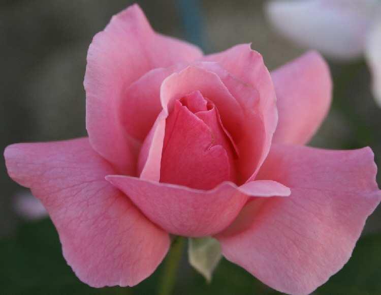 Durante o ciclo de vida, os ovos são colocados na flor e durante o