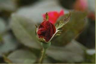 E como esses danos prejudicam? Os danos podem tomar várias formas, sendo o mais sério os danos às flores. Os botões florais infestados podem não abrir, e isso em rosas é um problema muito sério.