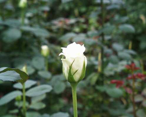 Outra prática é plantarmos roseiras de cor clara de forma antecipada e como bordadura das outras variedades, pois os pulgões e tripes preferem as rosas de cor clara.