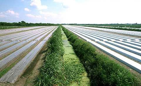 Pessoal, uma outra prática que podemos adotar é a solarização.