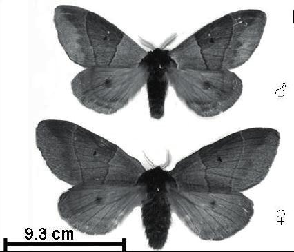 moderata os espiráculos são brancos em D. rosacordis são vermelhos. Fase de pupa.