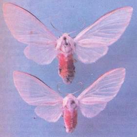 Eupseudosoma aberrans Schaus, 1905 Nomes Comuns: Lagarta-cachorrinho Filo: Arthropoda Classe: Insecta Ordem: Lepidoptera Família: Arctidae Distribuição geográfica de E.
