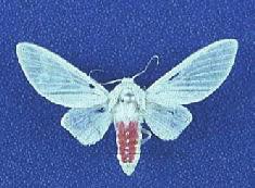 , 1993 As lagartas possuem corpo amarelo pálido, apresentando setas plumosas de coloração amarelo claro brilhante. As asas dos adultos são de coloração branca com as cinco linhas nas asas anteriores.
