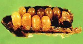Coleoptera Família: Curculionidae Distribuição