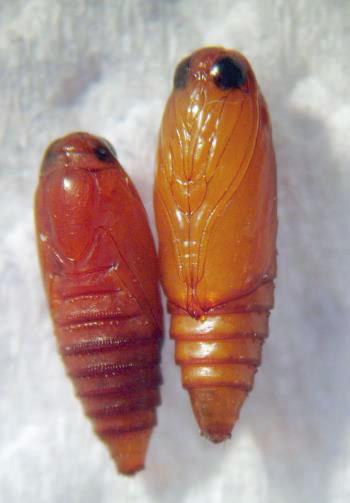 Casulo com pupa da lagarta enroladeira.