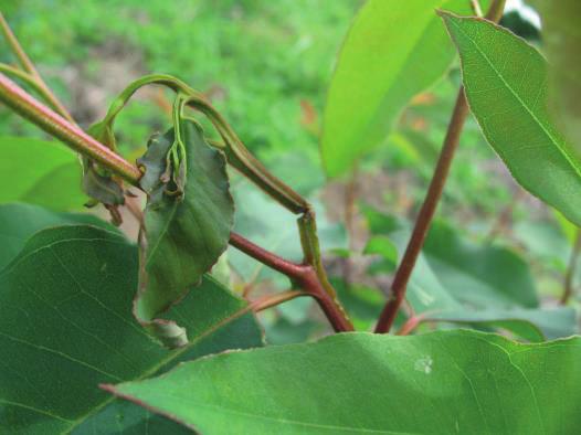 Larva 125 (6 instares) Pupa Adulto - A maior parte das larvas vive no solo e podem ser inquilinos de formigueiros.