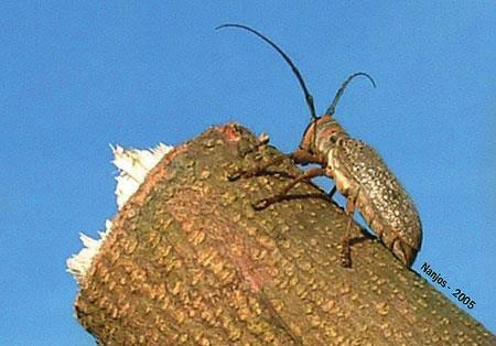 Cerambycidae - Limiinae Nomes Comuns: Serradores ou corta-pau Filo: Arthropoda