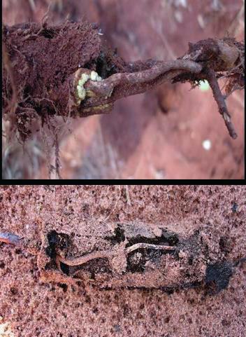 colo: Syntermes molestus Cornitermes cumulans