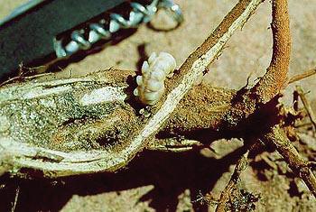 A larva é encontrada no substrato da muda de eucalipto.