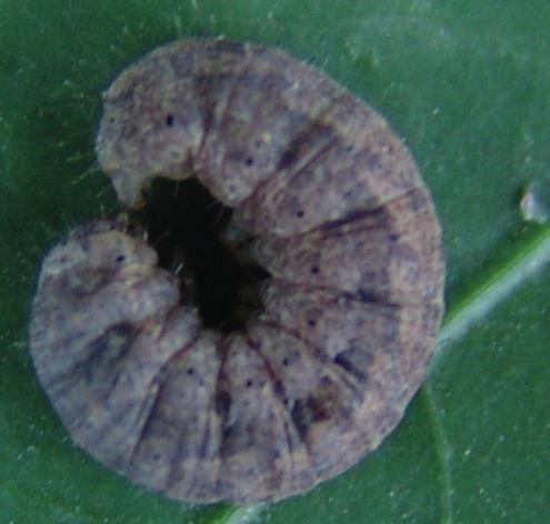 Agrotis ipsilon (Hufnagel, 1767) Nomes Comuns: Lagarta-rosca Distribuição geográfica de A.