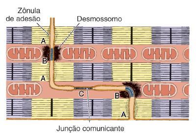 Complexos juncionais contendo zônula de