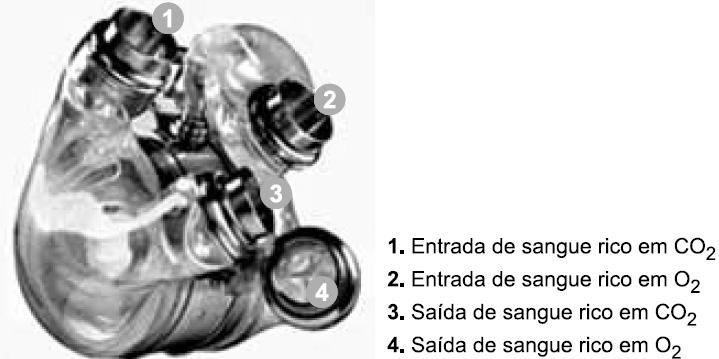 Biologia - Fabrício 04. A figura ilustra um coração artificial mecânico, cujos números indicam os orifícios para a entrada e saída do fluxo sanguíneo. 06.