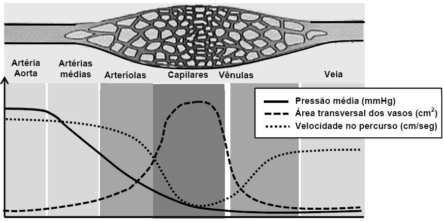 d) 2 e 4 indicam, respectivamente, os locais de conexão com as artérias pulmonares e a artéria aorta. e) 2 e 3 indicam, respectivamente, os locais de conexão com as artérias e veias pulmonares. 05.