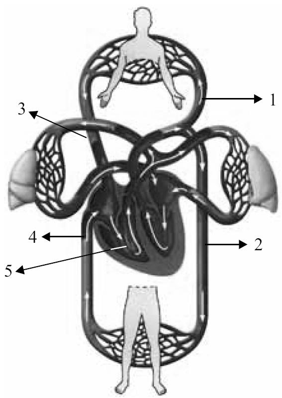 Exercícios Complementares 04. O esquema ilustra a circulação humana. (<http://schools.bvsd.org>. Adaptado.