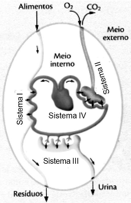 O átrio esquerdo recebe sangue proveniente dos pulmões por meio das veias pulmonares e o átrio direito recebe sangue proveniente das veias cavas. II.