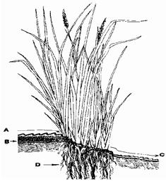 Solos 23 - Mais água e menos erosão com vetiver 57 23 Mais água e menos erosão usando vetiver Objectivo O objectivo é o de melhorar as suas colheitas retendo mais água da chuva e mais nutrientes na