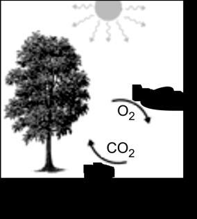 5) (ITA SP) Assinale a pçã que indica a variaçã CORRETA de entalpia, em kj/ml, da reaçã química a 98,15 K e 1 bar, representada pela seguinte equaçã: C 4 H 10 (g) C 4 H 8 (g) + H (g) Dads