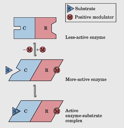 Enzimas alostéricas Possui sítios reguladores para a ligação do modulador especifico Maiores e mais complexas que as não