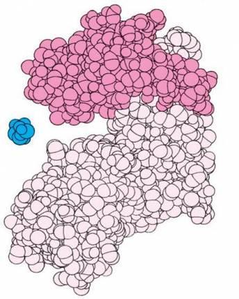 Tetrâmero 60KDa ~ 500aa hexoquinas e 98000 Da 920aa Sítio ativo e toda a molécula