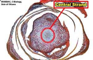 Algumas briófitas possuem vasos condutores no gametófito: hidróides seiva bruta leptóides -
