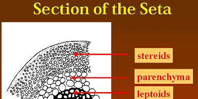 Estruturas do Esporófito epidermis http://www.palaeos.com/plants/br yophyta/bryophyta.