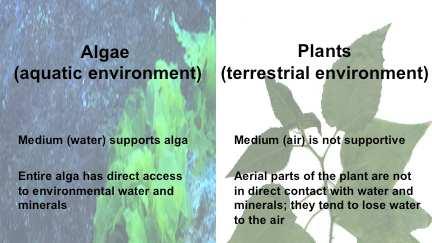 Grupo Plantae Sabemos que todas as plantas evoluíram a partir de organismos aquáticos (carofíceas).