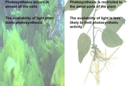 primeiras plantas terrestres: estrutura/pigmentos do cloroplasto amido com carboidrato de reserva parede celular de