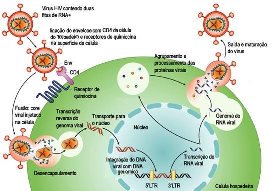 Figura 7: Representação esquemática do ciclo replicativo do HIV-1. Fonte: Adaptado de Peterlin e Trono, 2003.