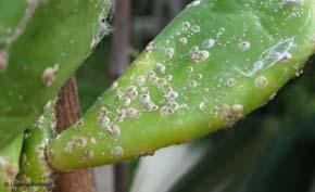 echinocacti ) Lagarta da folha (Cactoblastis cactorum)
